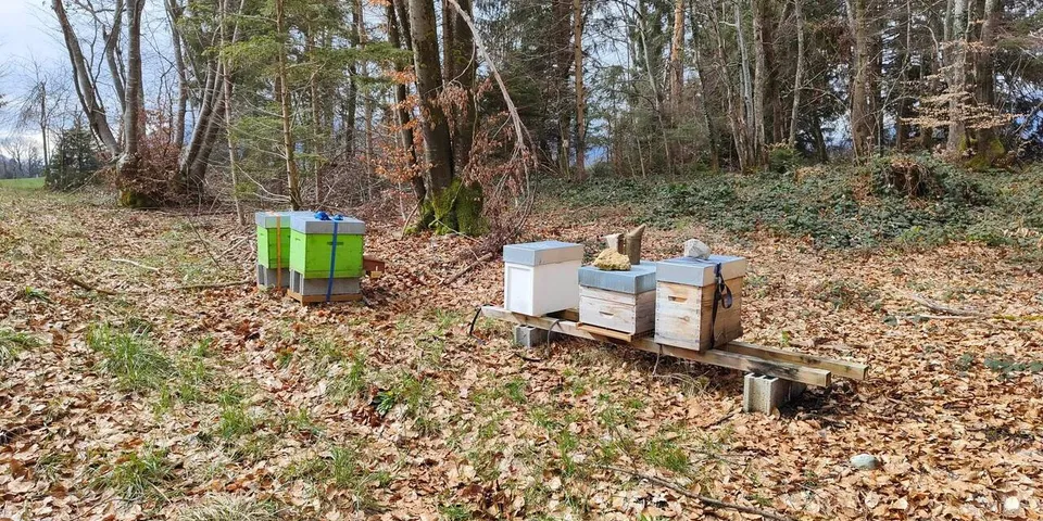 Six beehives on pallets in a woodland clearing carpeted with fallen leaves.