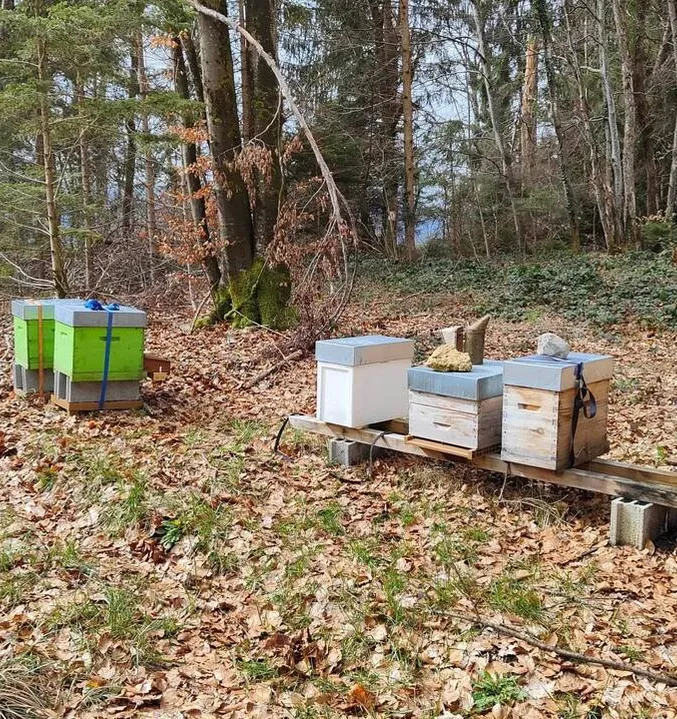 Six ruches posées sur des palettes dans une clairière boisée tapissée de feuilles mortes.