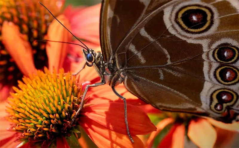 EU Pollinator Initiative: Monitoring wild pollinators and biodiversity in Europe