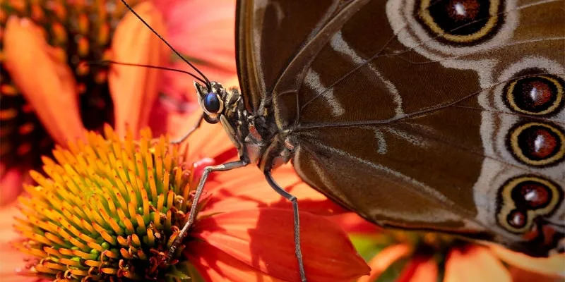 EU Pollinator Initiative: Monitoring wild pollinators and biodiversity in Europe