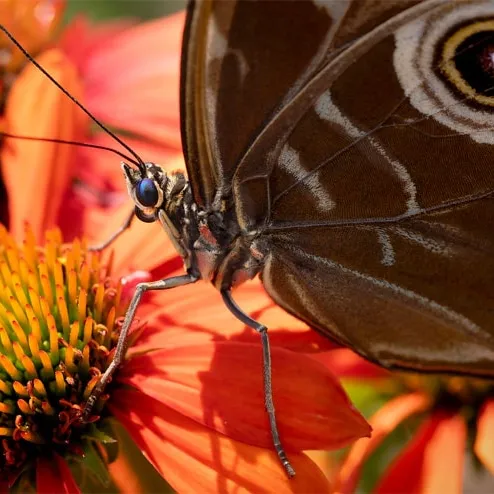 EU Pollinator Initiative: Monitoring wild pollinators and biodiversity in Europe
