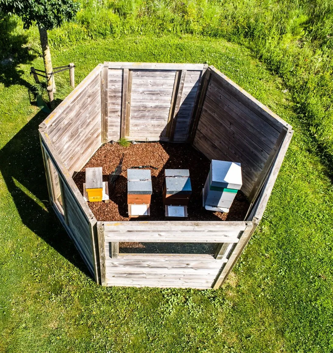 Monitoring hives inside a timber enclosure on a mown lawn.