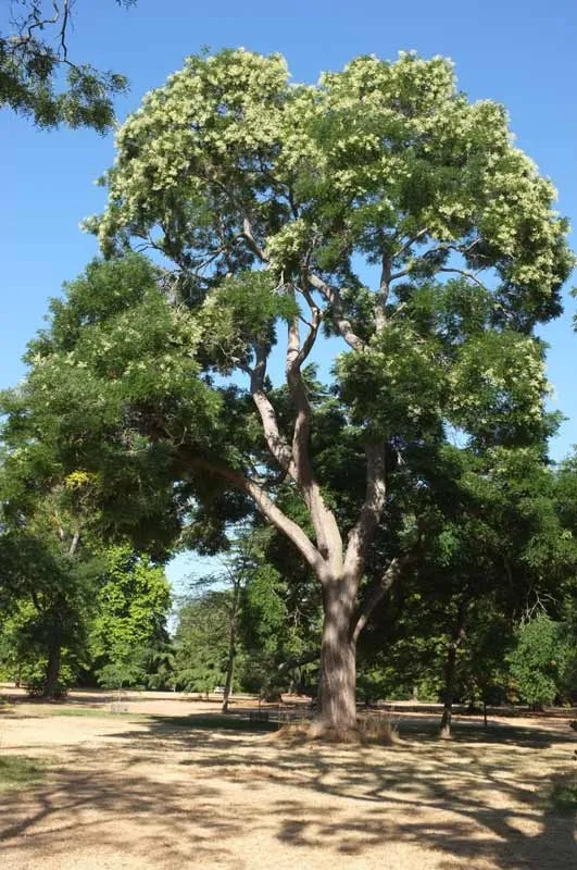 Sophora du Japon (Styphnolobium japonicum), espèce résiliente pour la biodiversité pollinisatrice en ville