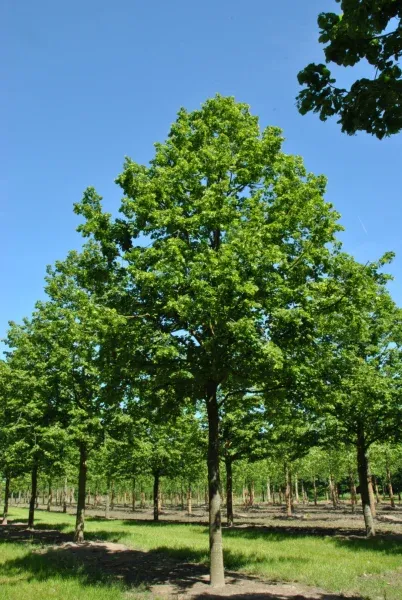 Tilleul à grandes feuilles (Tilia platyphyllos), arbre de bien-être urbain pour la biodiversité et le confort thermique