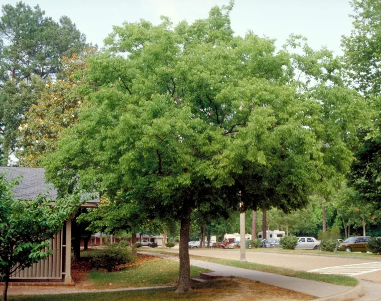 Micocoulier de Provence (Celtis australis), espèce recommandée pour la biodiversité urbaine