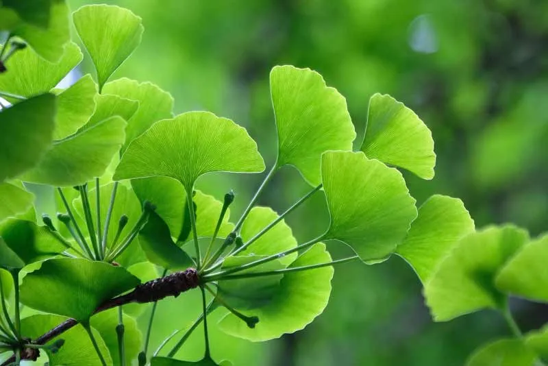 Ginkgo biloba, arbre fossile vivant, pilier de la canopée urbaine et de la biodiversité