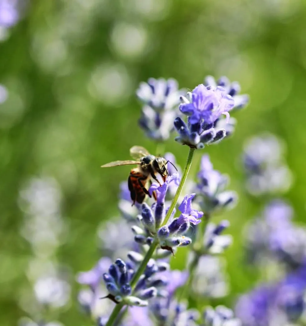 Een honingbij die foerageert op lavendel.