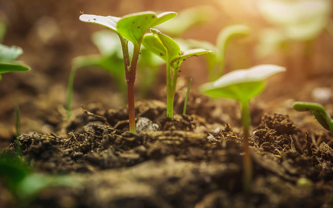 De biodiversiteit is vitaal