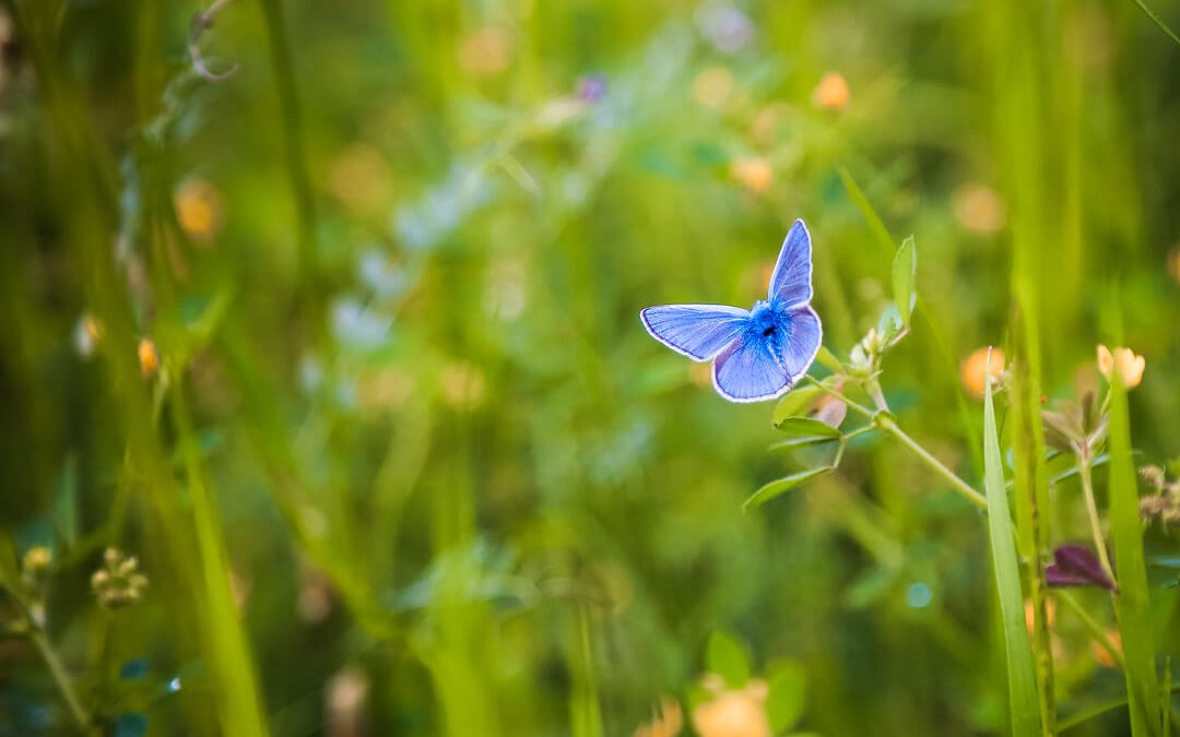 What is biodiversity?