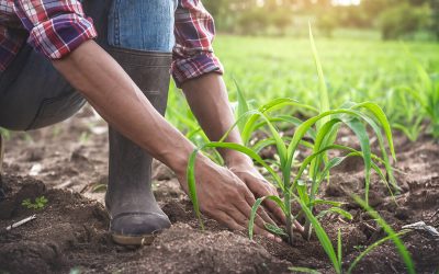 La biodiversité est menacée