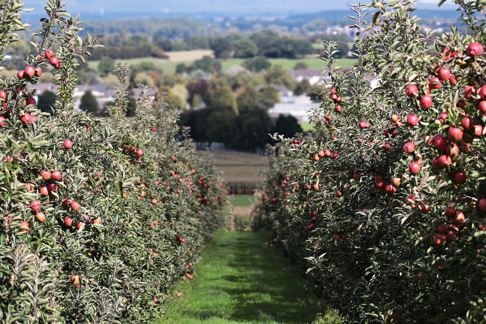 biodiversité photovoltaiques