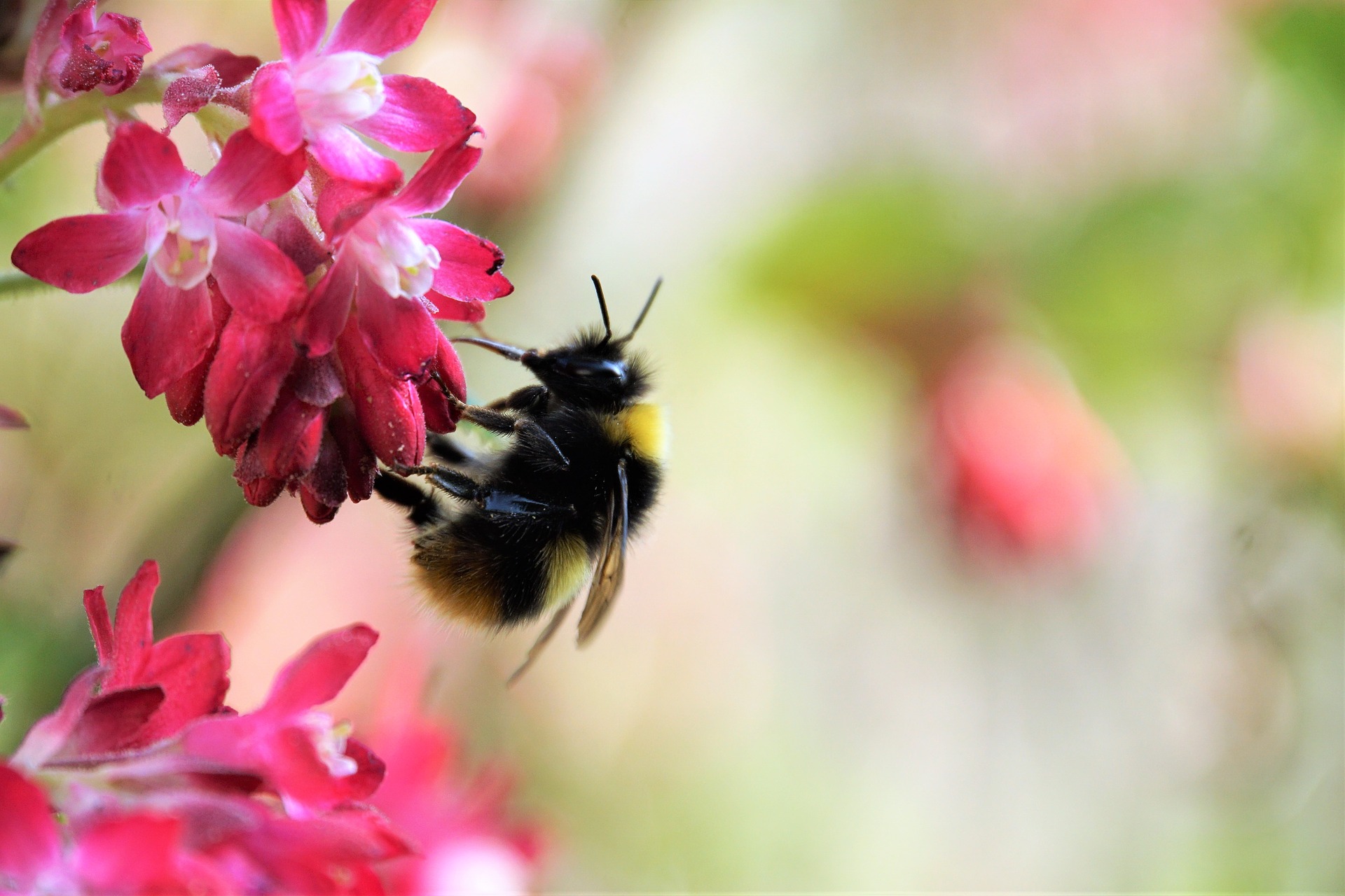 biodiversité photovoltaiques