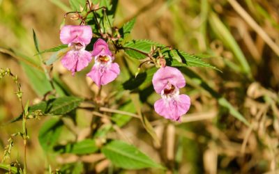 Invasive species: one of the major causes of biodiversity decline