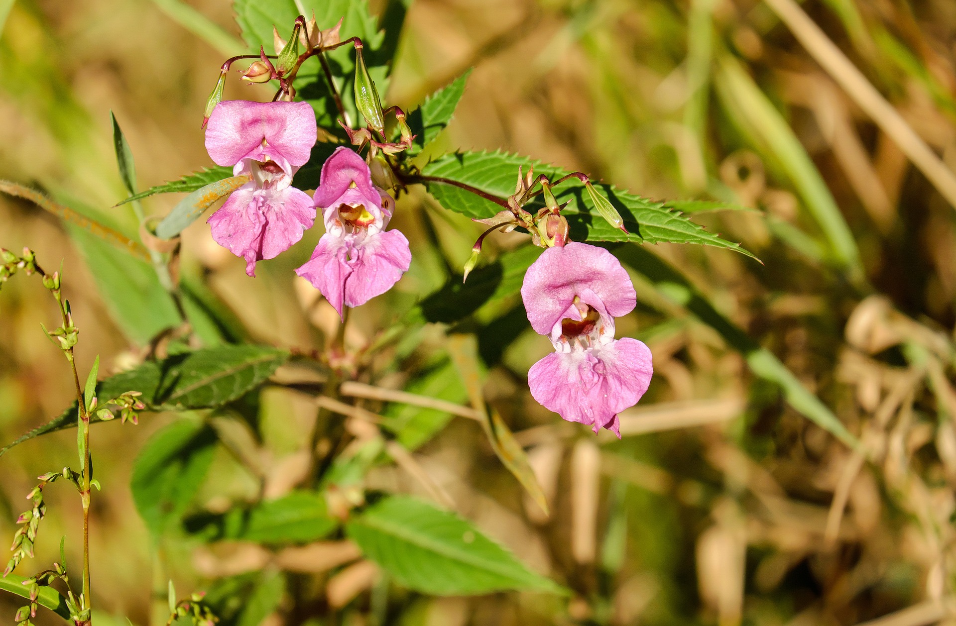 biodiversité immobilier