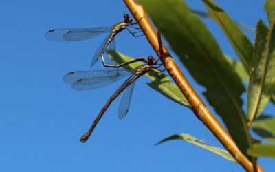 Biodiversiteit inventariseren met ecologische audits