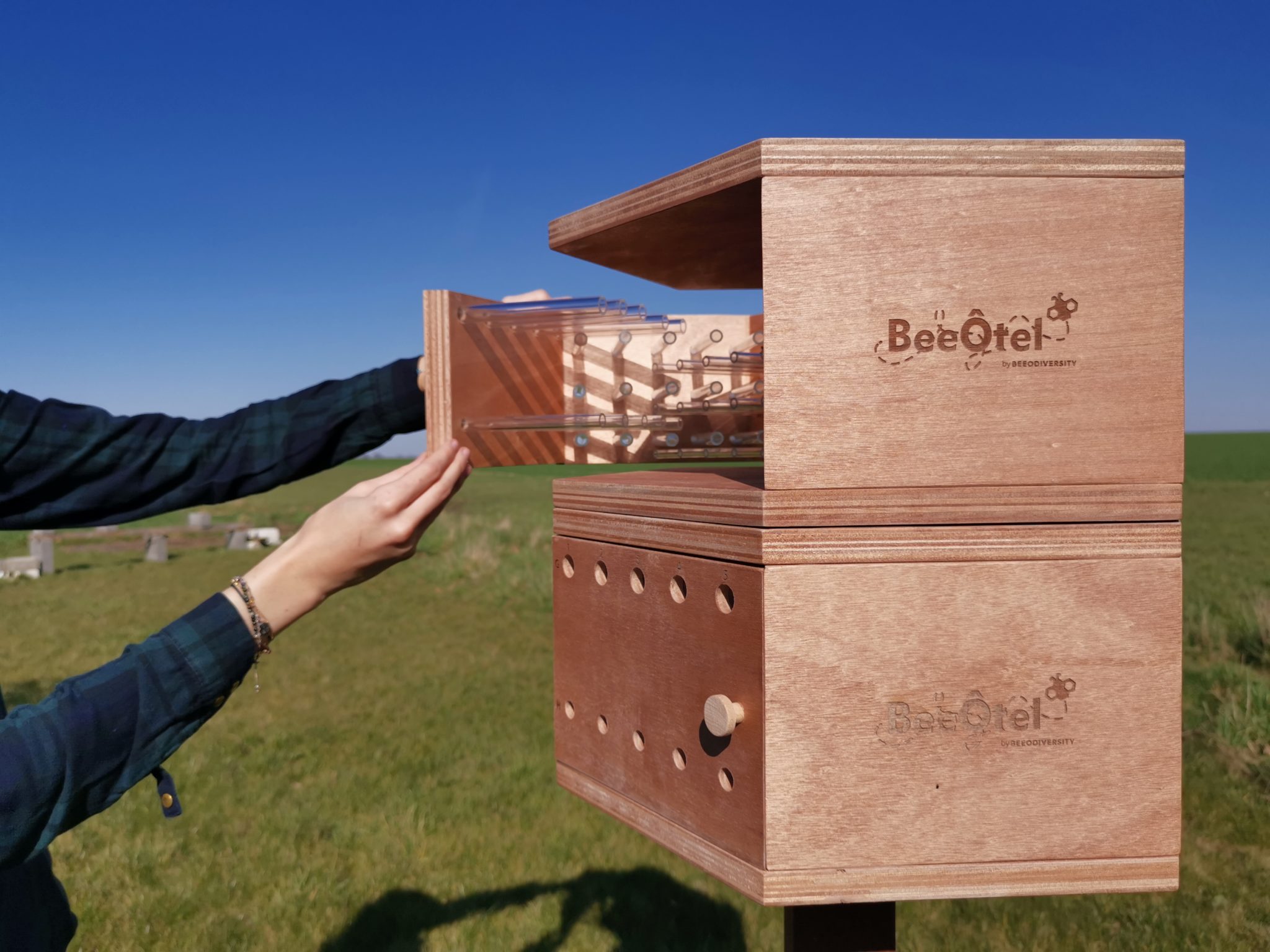 BeeOtel2