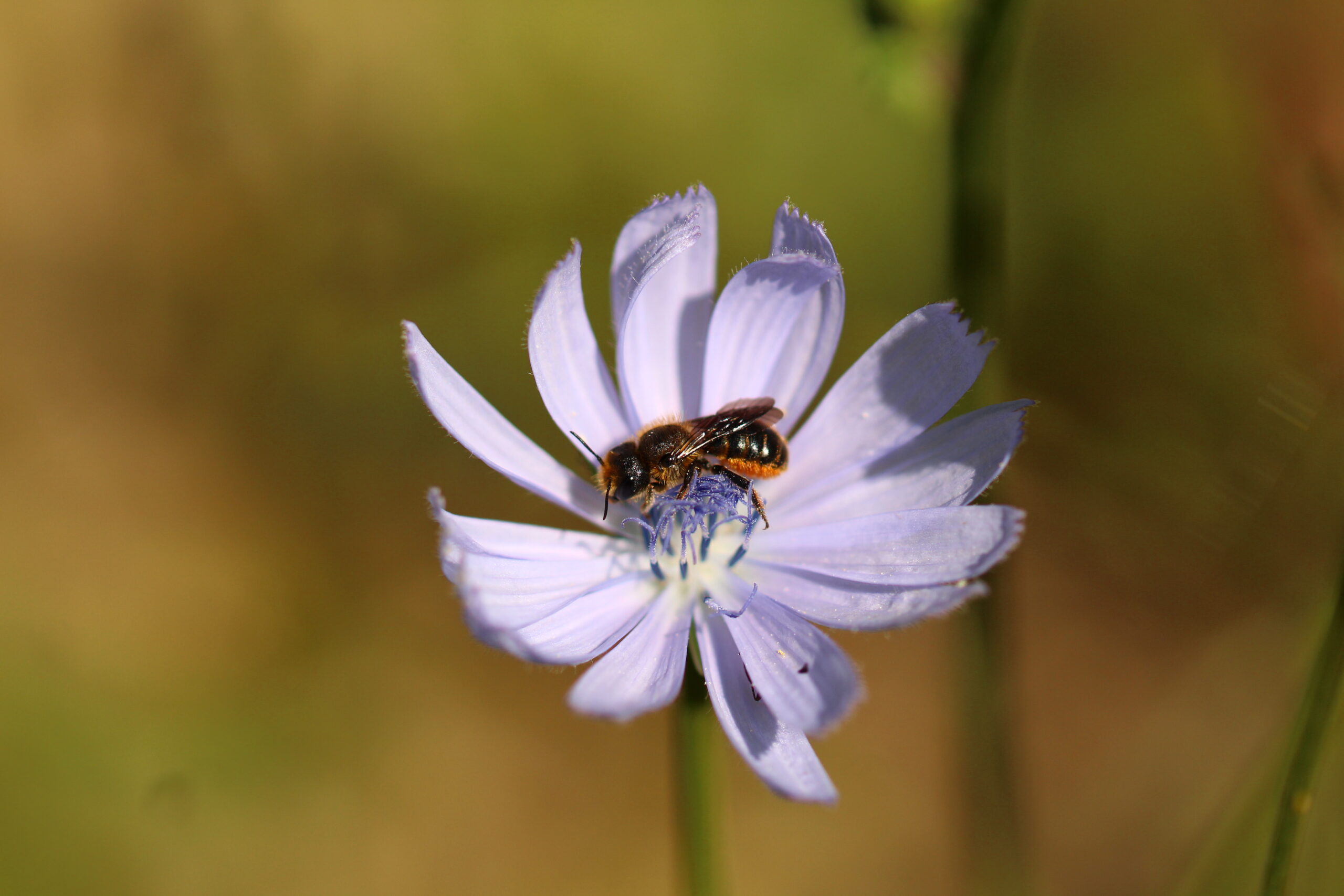 biodiversité photovoltaiques