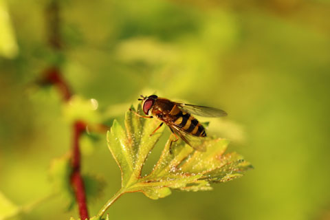 Bee_beeodiversity Green real estate