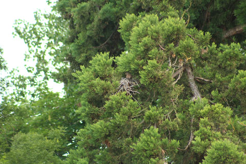 Forest_beeodiversity Green real estate