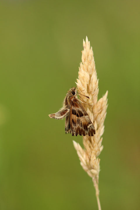 seeds_Beeodiversity Green real estate