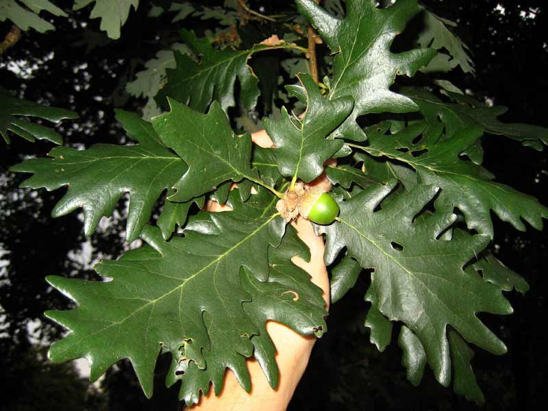 Chêne de Hongrie (Quercus frainetto), arbre recommandé pour la biodiversité et le rafraîchissement urbain
