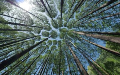 Biodiversité et immobilier : 5 arbres contre les îlots de chaleur