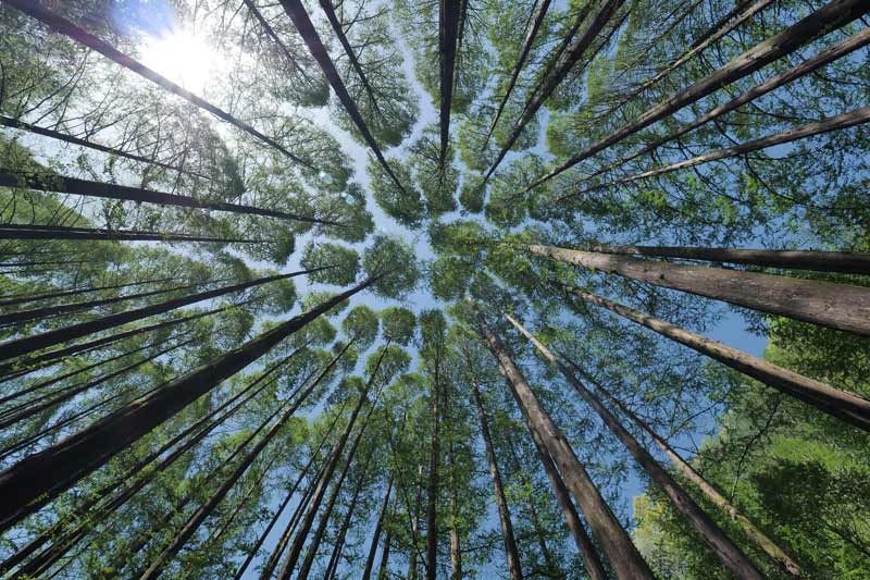 Biodiversité et immobilier : 5 arbres contre les îlots de chaleur