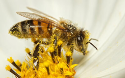 IPBES Business & Biodiversity Report 2026: 4 Key Findings