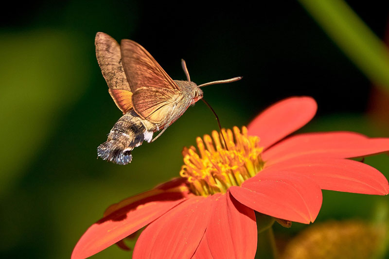 hummingbird hawk moth