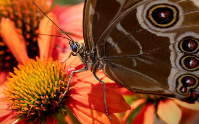 EU Pollinator Initiative: 4 Things Businesses Need to Know